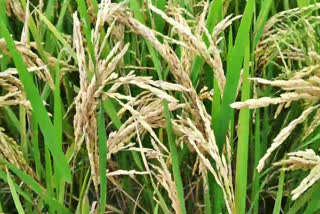 paddy damaged at banglapara