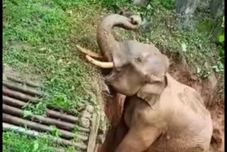 Karnataka Forest officials rescue elephant from muddy ditch