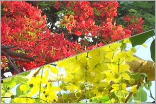 Flowers throughout the tree in haveri