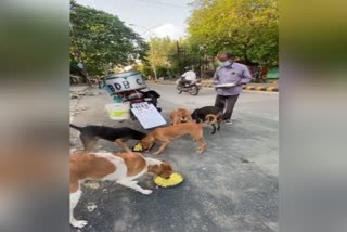 This Man From Nagpur Is Feeding 150 Dogs Daily For Last 11 Years