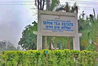 Increasing of covid patients at  Sepon tea estate