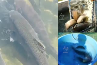 story on rare fishes in jammu kashmir
