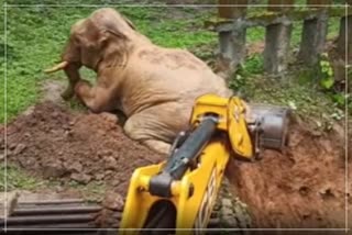 Elephant, JCB