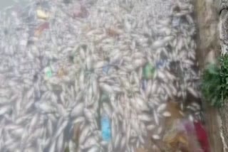 fish found dead in ajmer, Ajmer news