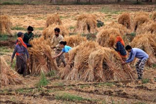 कृषक सामग्री वितरण में लापरवाह अधिकारी पर गिरी गाज