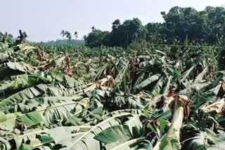 Heavy rain  Massive crop damage  സംസ്ഥാനത്ത്‌ വൻ കൃഷി നാശം  മഴയിൽ വൻ കൃഷിനാശം  crop damage  damage-to-crops-in-rain