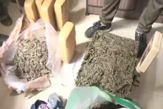 Cannabis seize in Dibrugarh