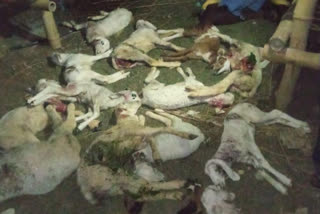 sheeps died in dogs attack