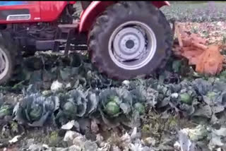 farmer who destroyed the cabbage in kolar news