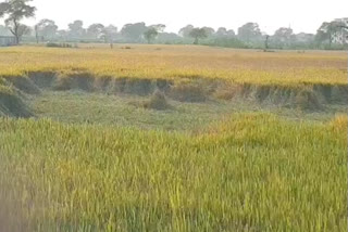 Farmers of Rajnandgaon are angry due to paddy acreage being reduced