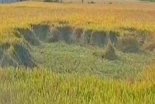 Paddy crop ruined due to rain in Rajnandgaon