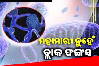 ବ୍ଲାକ ଫଙ୍ଗସକୁ ମହାମାରୀ ଘୋଷଣା କଲେ ରାଜ୍ୟ ସରକାର