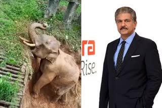 anand mahindra -  elephant  rescue operation apparently at an estate in Kodagu