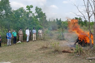 बिबट्याचा मृत्यू