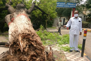ताउते का असर: कैंट इलाके में गिरा नीम का पेड़