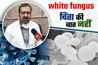 व्हाइट फंगस पर ईटीवी भारत की बातचीत, व्हाइट फंगस खतरनाक नहीं , Fear of white fungus,  ETV Bharat conversation on white fungus,  SMS hospital principal interview