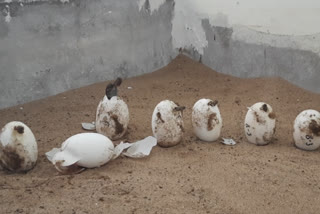 crocodile cubs