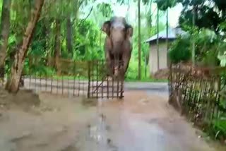 wild-elephant-comes-to-public-place-at-padumani