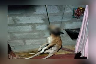 two arrested for hanged and killed dog in cuddalore