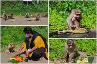 idukki covid rapid response team  ramakkalmedu lunch for monkeys  covid idukki  covid positive news  ഇടുക്കി കൊവിഡ് റാപ്പിഡ് റെസ്പോൺസ് ടീം  രാമക്കൽമേട്ടിൽ വാനരന്മാർക്ക് ഊണ്  ഇടുക്കി കൊവിഡ്  കൊവിഡ് പോസിറ്റീവ് വാർത്തകൾ