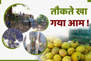 Dungarpur Desi mango crop destroyed