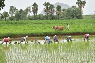 chandigarh Mahamari Alert Surakshit Haryana