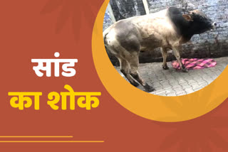 Death of Kashipur Bull