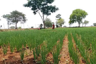 ರೈತರ ಆತ್ಮಹತ್ಯೆ ಪ್ರಮಾಣ ಗಣನೀಯ ಇಳಿಕೆ