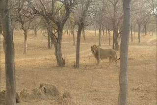 नाहरगढ़ बायोलॉजिकल पार्क, वन्यजीवों की कोविड रिपोर्ट, शेर त्रिपुर के सैंपल, आईवीआरआई बरेली, जयपुर न्यूज, Nahargarh Biological Park, Covid Report of wildlife, Lion tripur samples, IVRI Bareilly, Jaipur News