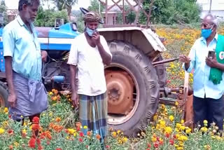 farmer destroyed the crop without getting a price