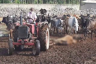 Kharkhauda Gaushala cows death