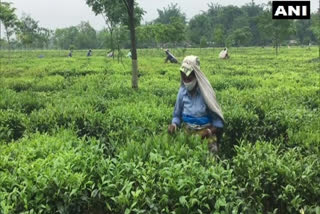 Covid-19 restrictions  lockdown hit Siliguri tea traders  കൊവിഡ് ലോക്ക്ഡൗൺ; പ്രതിസന്ധിയിലായി തേയില വ്യാപാരികൾ  കൊവിഡ്  കൊവിഡ് ലോക്ക്ഡൗൺ