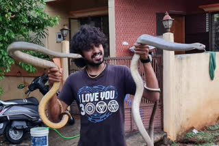 Fight between two snakes, Fight between two snakes in Mysore, Mysore news, ಎರಡು ಹಾವುಗಳ ಮಧ್ಯೆ ಫೈಟ್​, ಮೈಸೂರಿನಲ್ಲಿ ಎರಡು ಹಾವುಗಳ ಮಧ್ಯೆ ಫೈಟ್​, ಮೈಸೂರು ಸುದ್ದಿ,