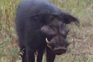 Wild boar attacked