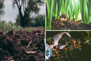 Microorganisms, Soil