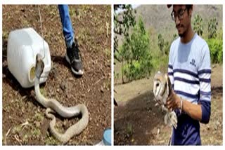 snake-and-bird-rescued-from-human-habitat