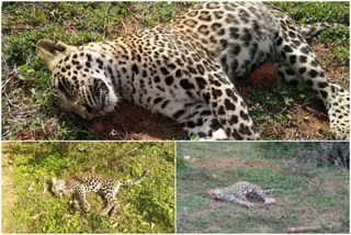 Three Leopards died under suspicious circumstances in mysore