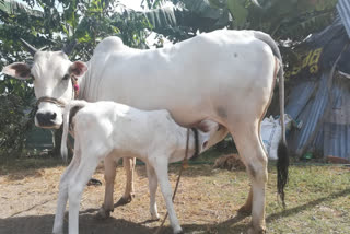 गौ संरक्षण