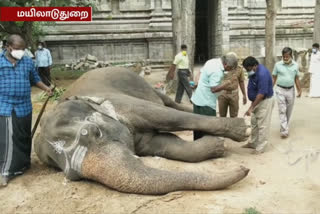 forest officers inspect temple elephant health