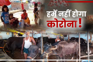 cow-foster-and-milk-businessmen-are-careless-about-corona-in-ranchi