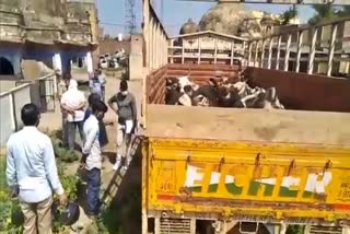 Cow smuggling case in Bharatpur,  Bharatpur latest news