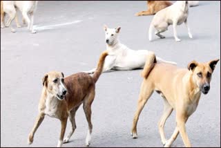 panipat street dogs killed boy