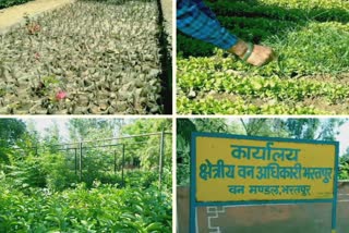 Bharatpur Central Nursery  Bharatpur Central Nursery has planted saplings  planted saplings  ഭരത്പൂർ സെന്‍ട്രൽ നഴ്‌സറി  മരത്തൈകൾ നട്ട് ഭരത്പൂർ സെന്‍ട്രൽ നഴ്‌സറി  rajasthan covid  രാജസ്ഥാൻ കൊവിഡ്