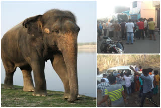 Haridwar Elephant News