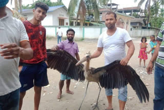 ৰঙিয়াত‌ উদ্ধাৰ দুষ্প্ৰাপ্য প্ৰজাতিৰ বৰটোকোলা