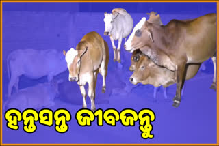 ଭୋକିଲା ରହୁଛନ୍ତି ବୁଲା ଜୀବଜନ୍ତୁ, ସରକାରଙ୍କ ଅନୁଦାନ ବାଟମାରଣା ଅଭିଯୋଗ