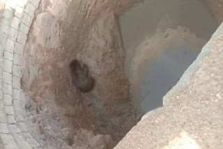 baby bear dropped in the well of Marwahi