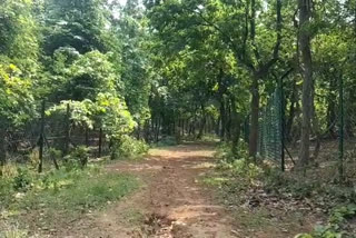 cyclone yaas preparation in kaksa Reserve forest