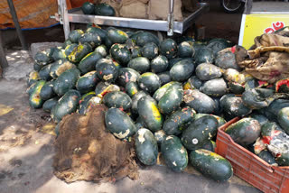 watermelon waste due to lack of customers during corona crisis in pune