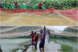 fish drowned in flood  വെള്ളപ്പൊക്കത്തിൽ മത്സ്യങ്ങൾ ഒലിച്ചുപോയി  കർഷകന് നഷ്ടം  ലോക്ക്ഡൗൺ  വെള്ളപ്പൊക്കം  flood